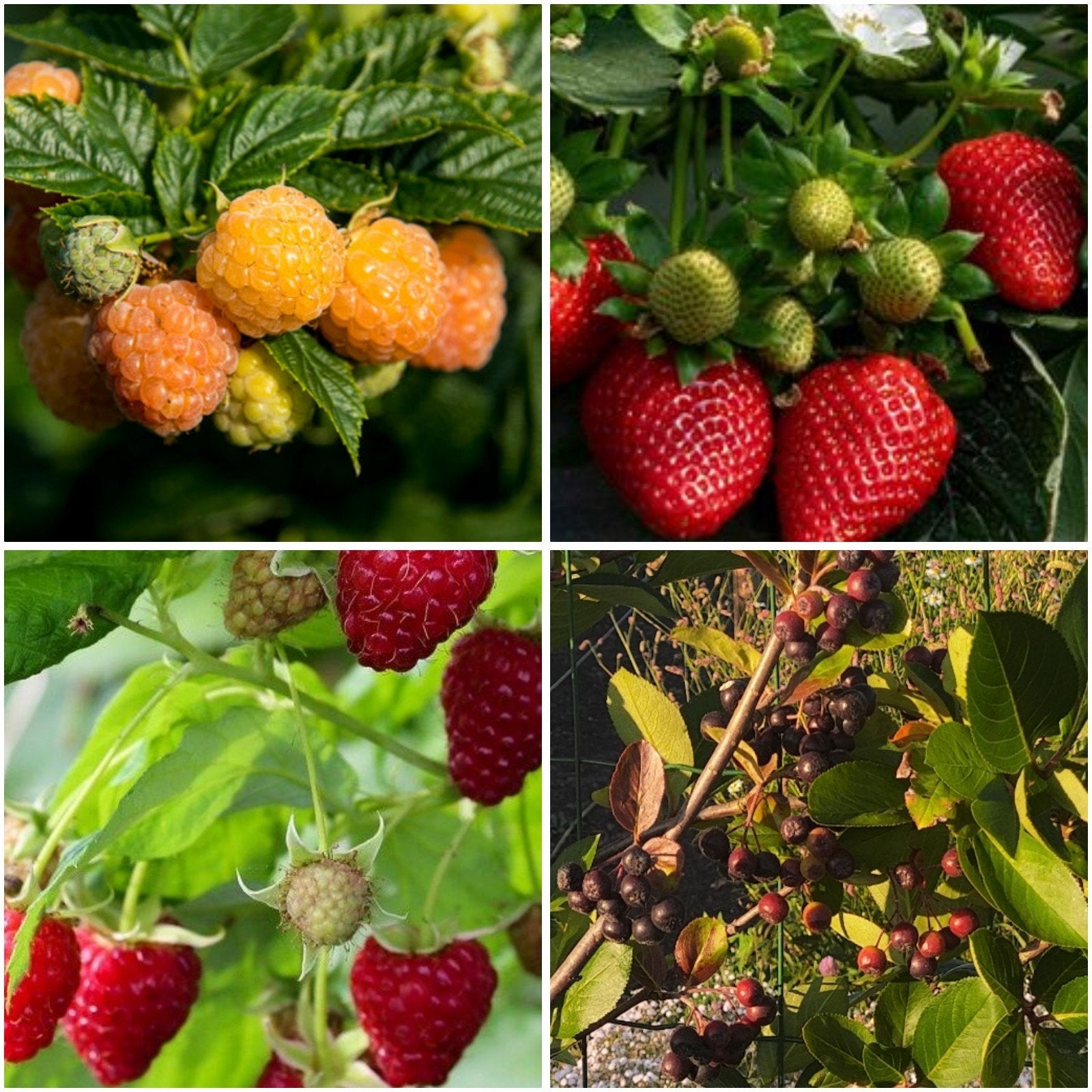 Fruitplanten, struiken en boompje te koop, Ophalen, Overige soorten, Volle zon