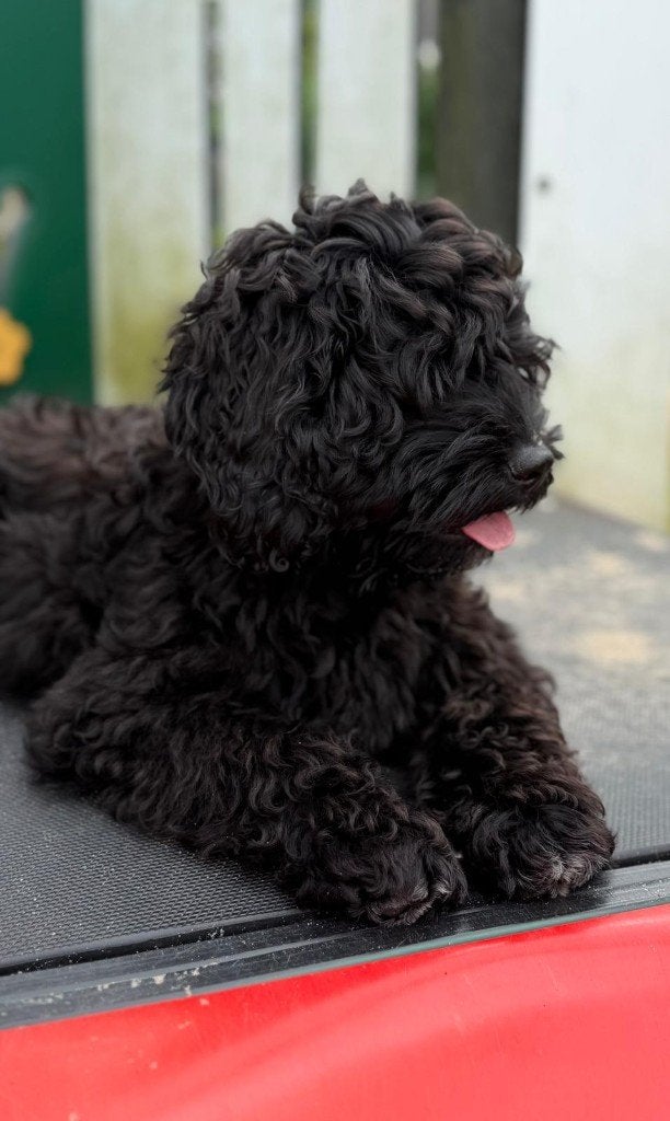 Exclusieve Amerikaanse Cockapoo pups, Overige rassen, 8 tot 15 weken, CDV (hondenziekte), Meerdere