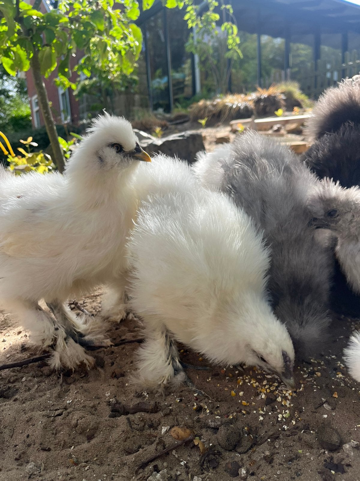 4 lieve zijdehoenkuikens (natuurbroed), Dieren en Toebehoren, Meerdere dieren, Kip