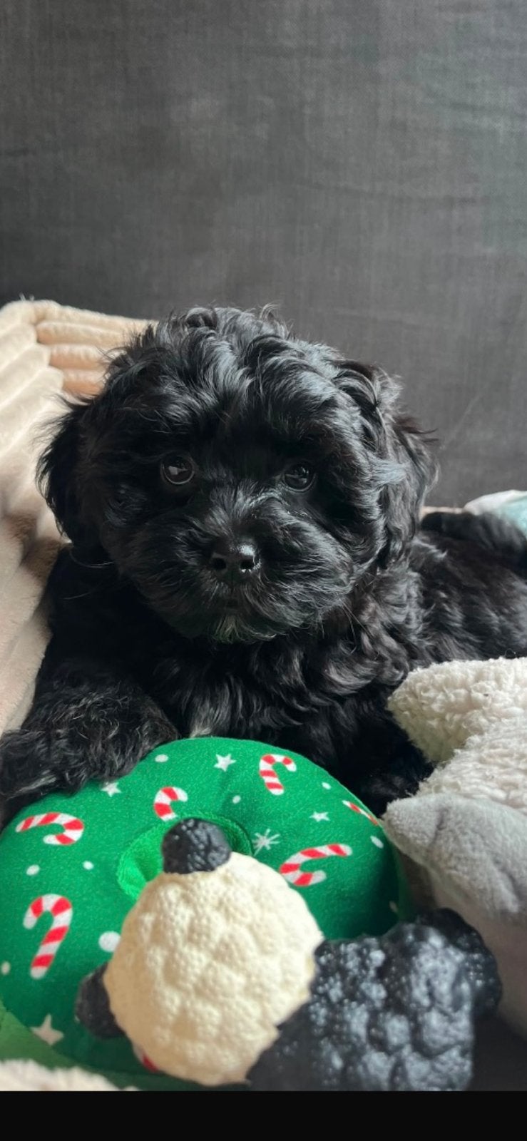 Boomer x Poedel (Boompoo pup) 🐶, Parvo, 8 tot 15 weken, Meerdere, Nederland