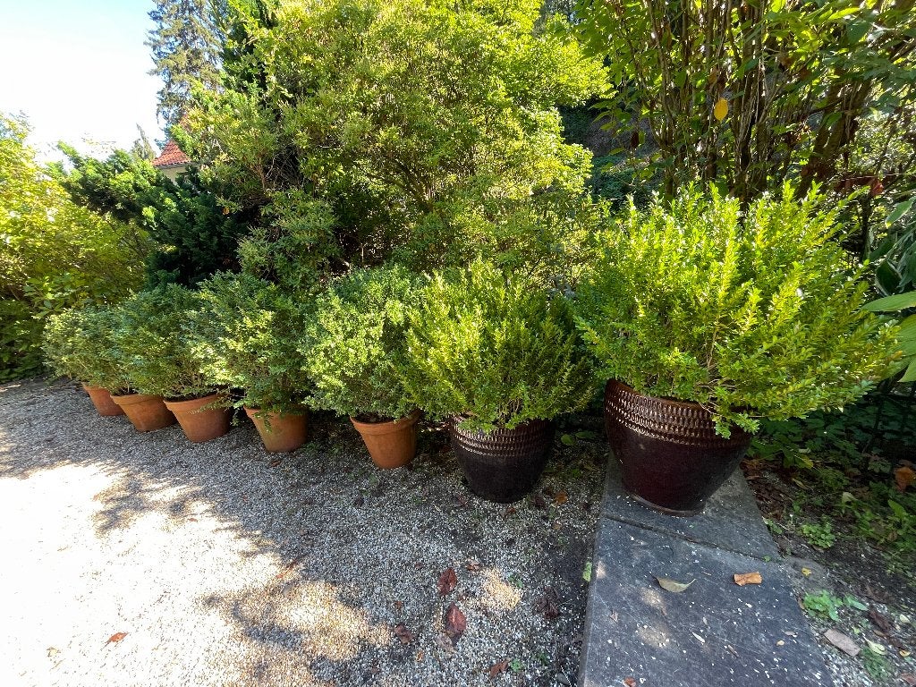 7 buxus bollen struiken, Volle zon, Vaste plant, Bloeit niet, Ophalen