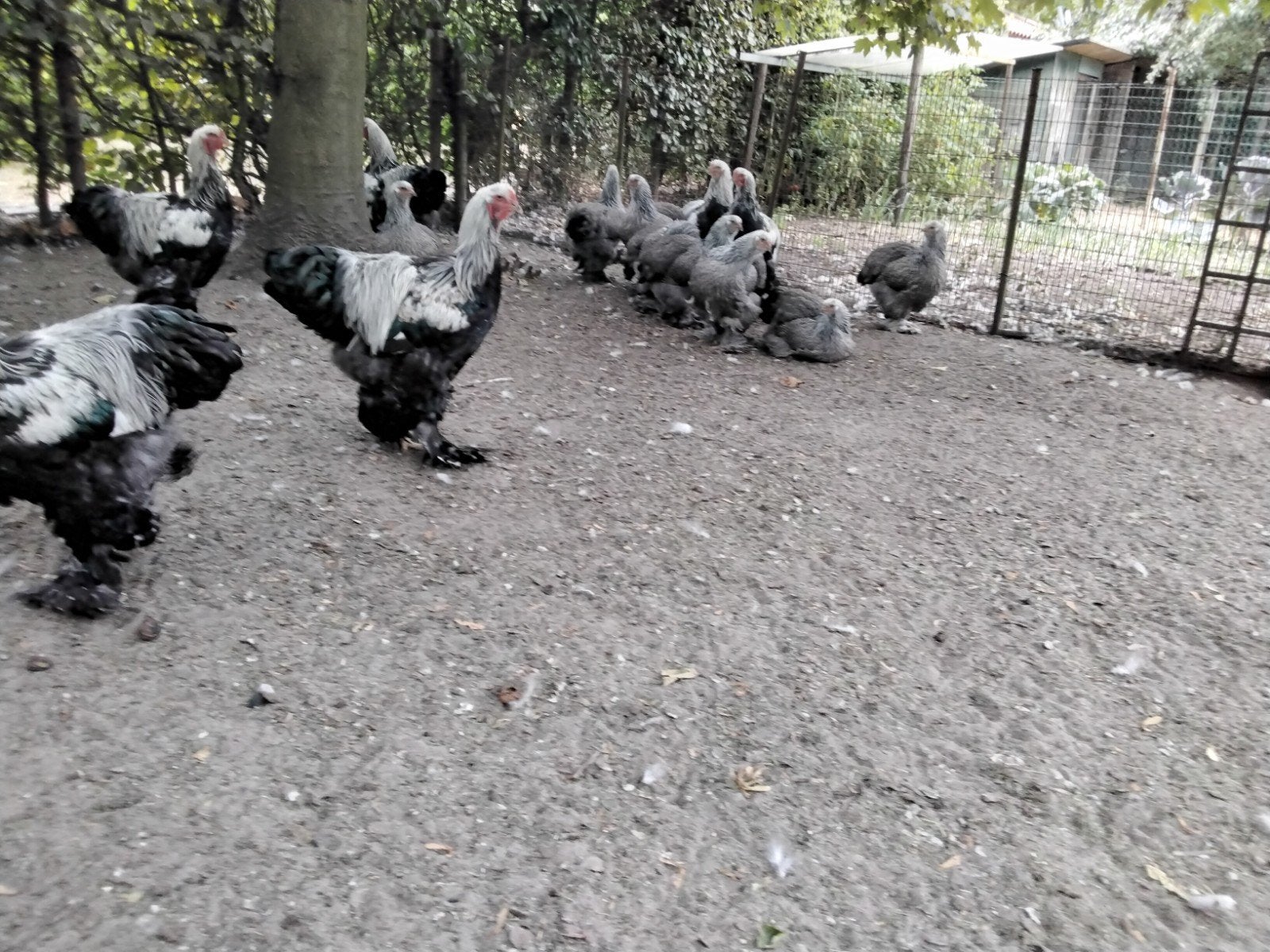 brahma meerzomig zilverpatrijs.groot., Dieren en Toebehoren, Meerdere dieren, Kip