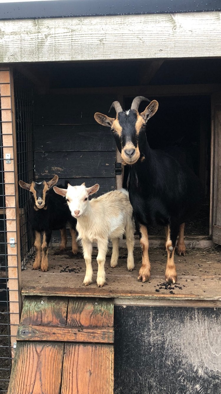 Dwerggeit met lammetjes, Meerdere dieren, Geit