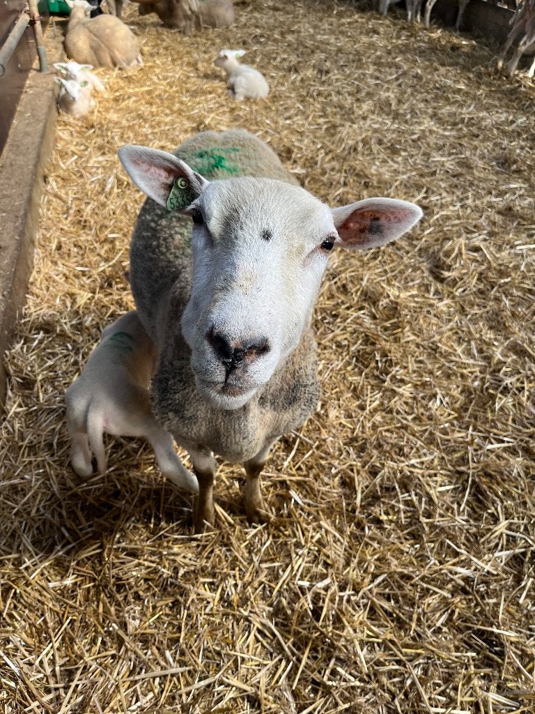Gezocht: weide of plekje voor 2-4 handtamme schapen, Vrouwelijk, Schaap