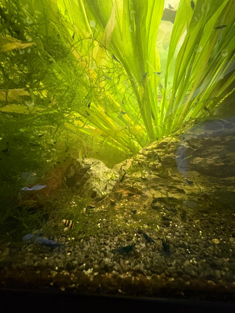 Blue dream garnalen kweekgroep, Dieren en Toebehoren, Vissen | Aquariumvissen, Kreeft, Krab of Garnaal