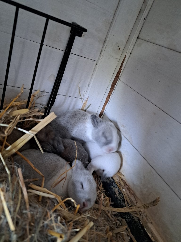 Dwerg konijnen, Meerdere dieren, Dwerg, 0 tot 2 jaar