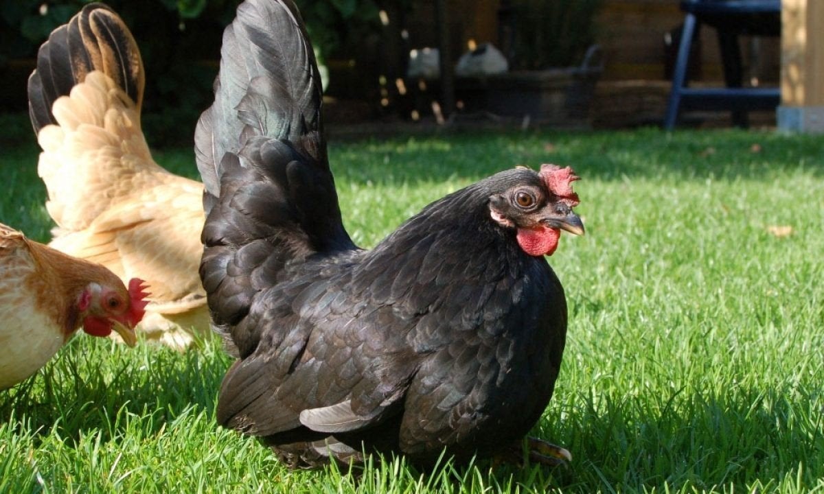 chabo kuikentjes verwacht rond 29 augustus, Dieren en Toebehoren, Pluimvee, Geslacht onbekend, Kip