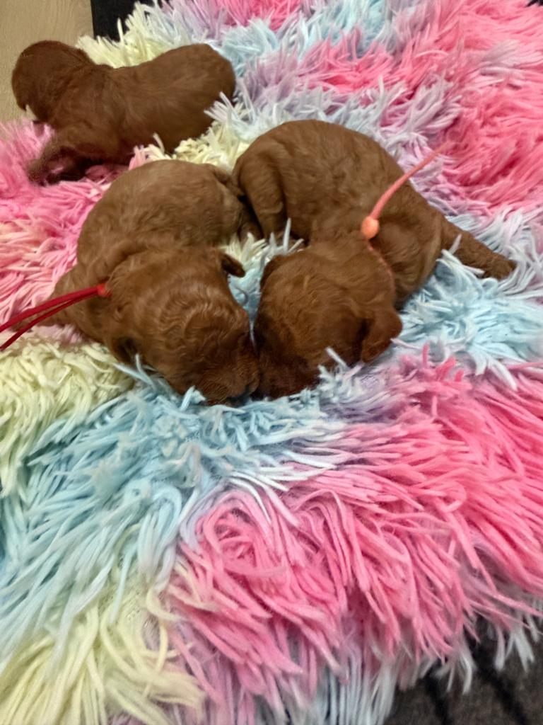 Toy poedel pups ❣️2 teef beschikbaar, Dieren en Toebehoren, Honden | Chihuahua's en Gezelschapshonden, Poedel, Parvo, 8 tot 15 weken