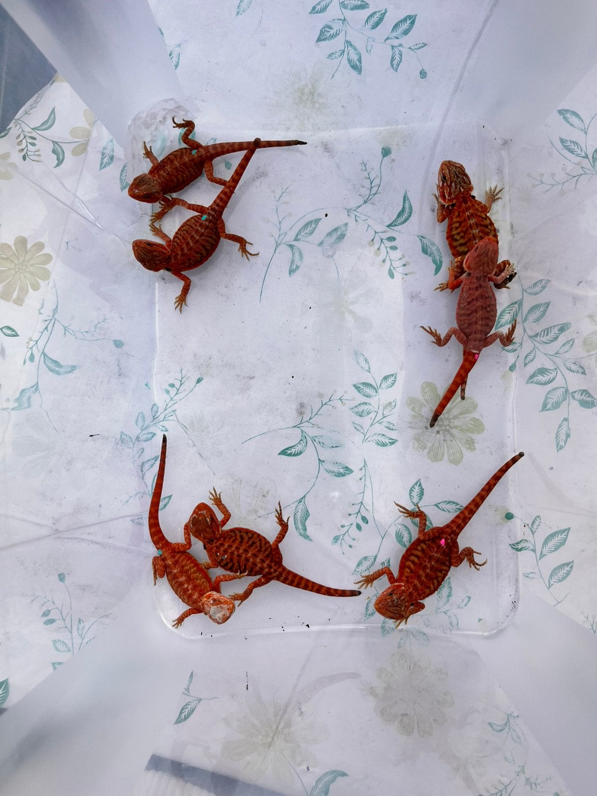 Prachtige intens rode baby baardagamen - KANSPRIJS!, Dieren en Toebehoren, Hagedis, Tam, 0 tot 2 jaar
