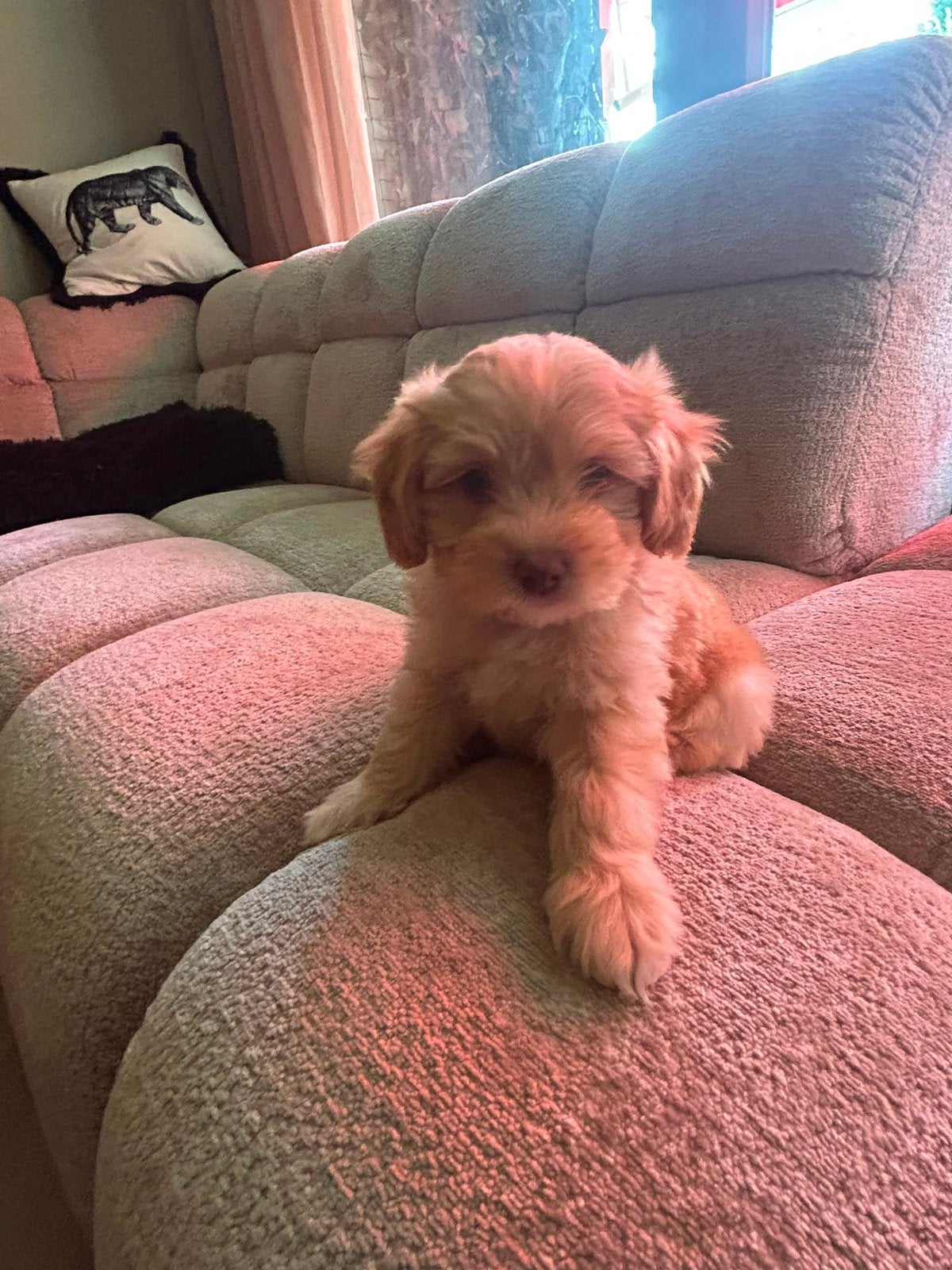 Twee laatstw maltipoo reutjes, Poedel, Parvo, 8 tot 15 weken, Meerdere