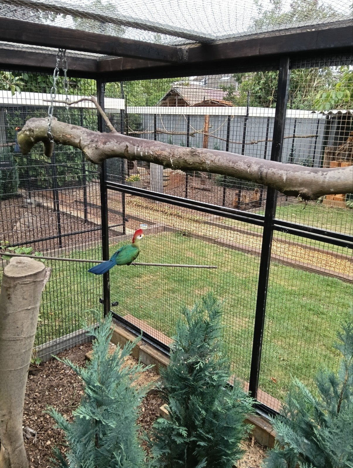 overjarige roodkuif toerako, Dieren en Toebehoren, Mannelijk, Geringd