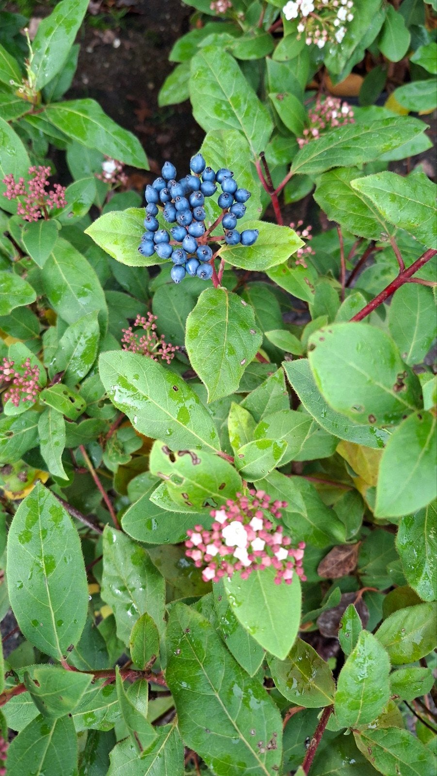 Viburnum Tinus, Vaste plant, Halfschaduw, Herfst, Ophalen