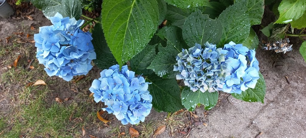Boerenhortensia 2 euro per stuk., Vaste plant, Halfschaduw, Zomer, Ophalen