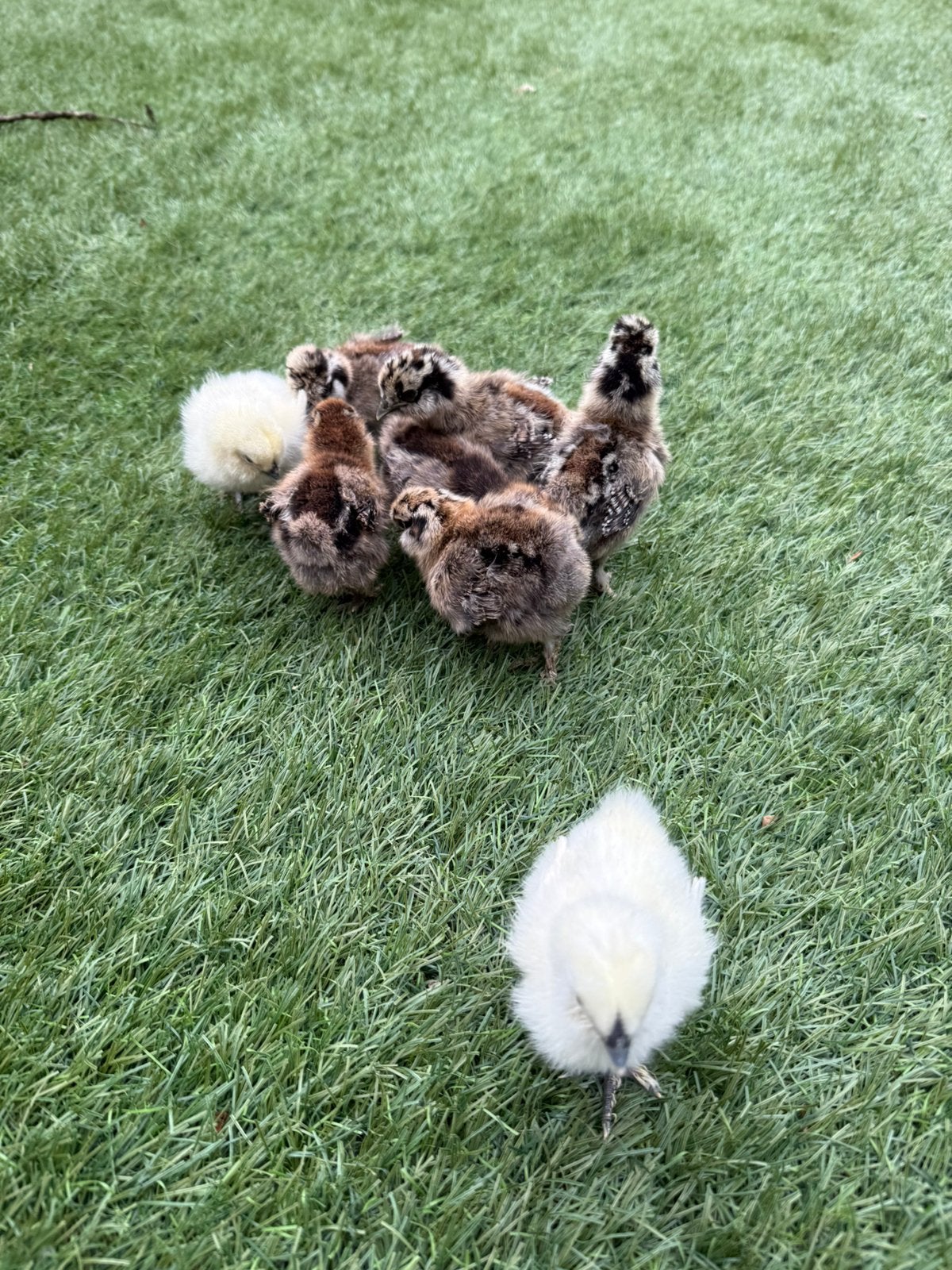 USA zijdehoen kuikens, Dieren en Toebehoren, Pluimvee, Geslacht onbekend, Kip