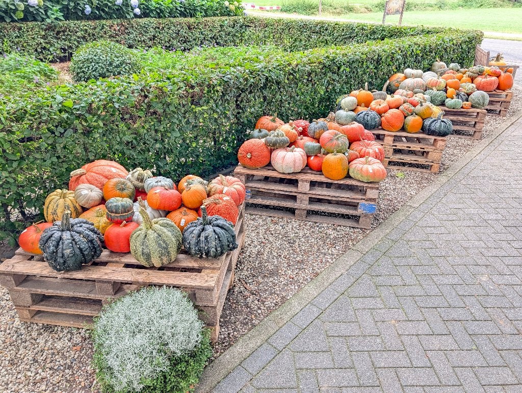 Pompoenen en kalebassen in diverse soorten, Ophalen, Nieuw