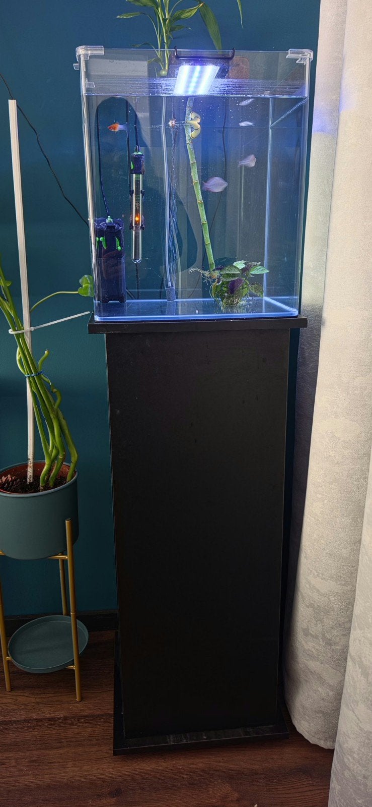 aquarium, vissen, kast, Ophalen, Inclusief vissen, Zo goed als nieuw, Gevuld zoetwateraquarium