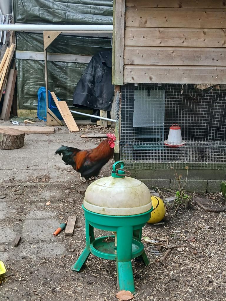 Gratis haan, Dieren en Toebehoren, Pluimvee | Toebehoren, Ophalen, Kippenhok of Kippenren