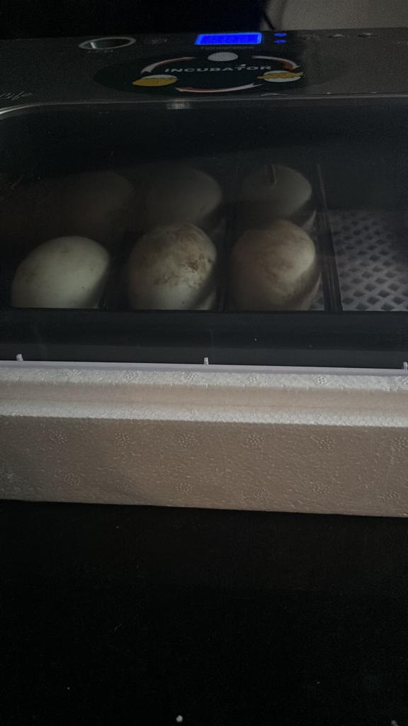 Indische loopeend kuikens, Dieren en Toebehoren, Ophalen of Verzenden, Zo goed als nieuw, Tak, Plant, Rots of Steen