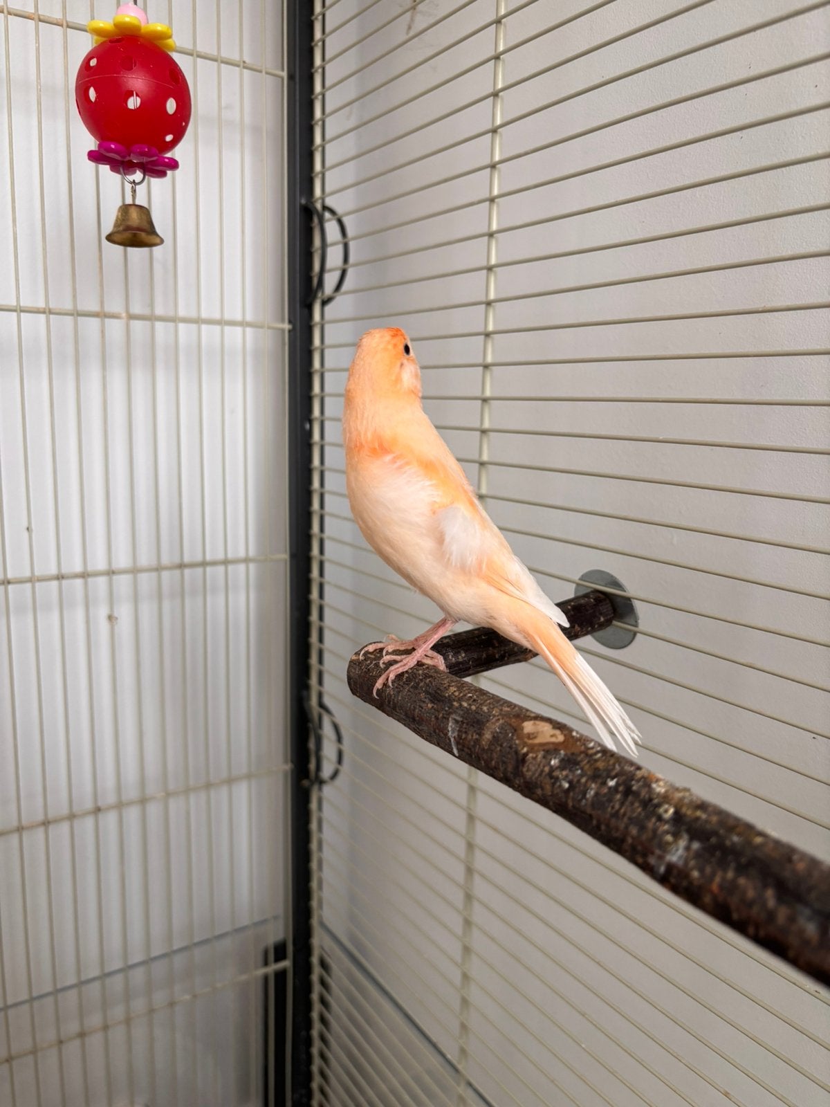 Harlekijn Kanarie 2026, Dieren en Toebehoren, Vogels | Kanaries, Mannelijk, Kleurkanarie