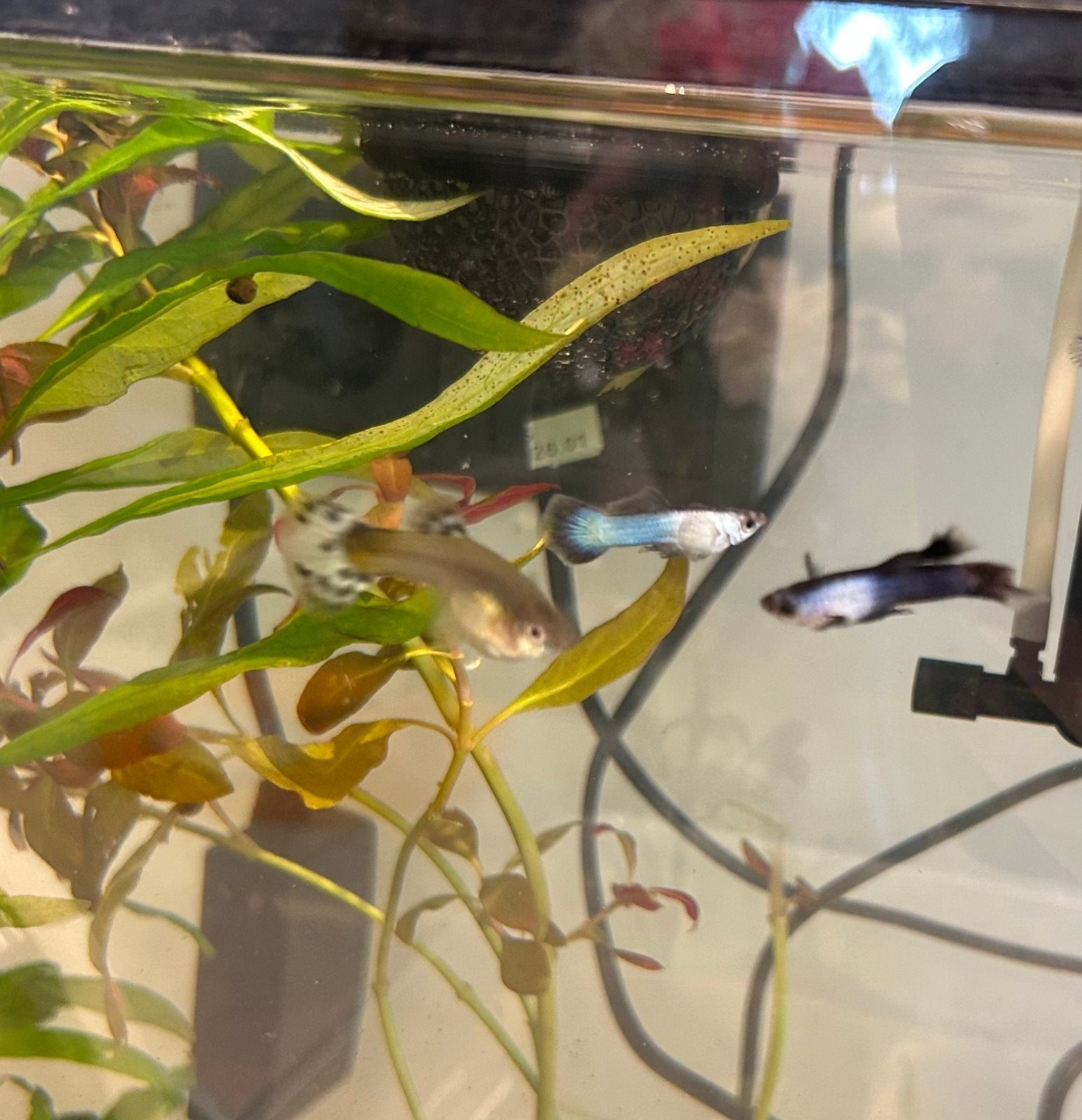 Panda guppy s  man, Vis