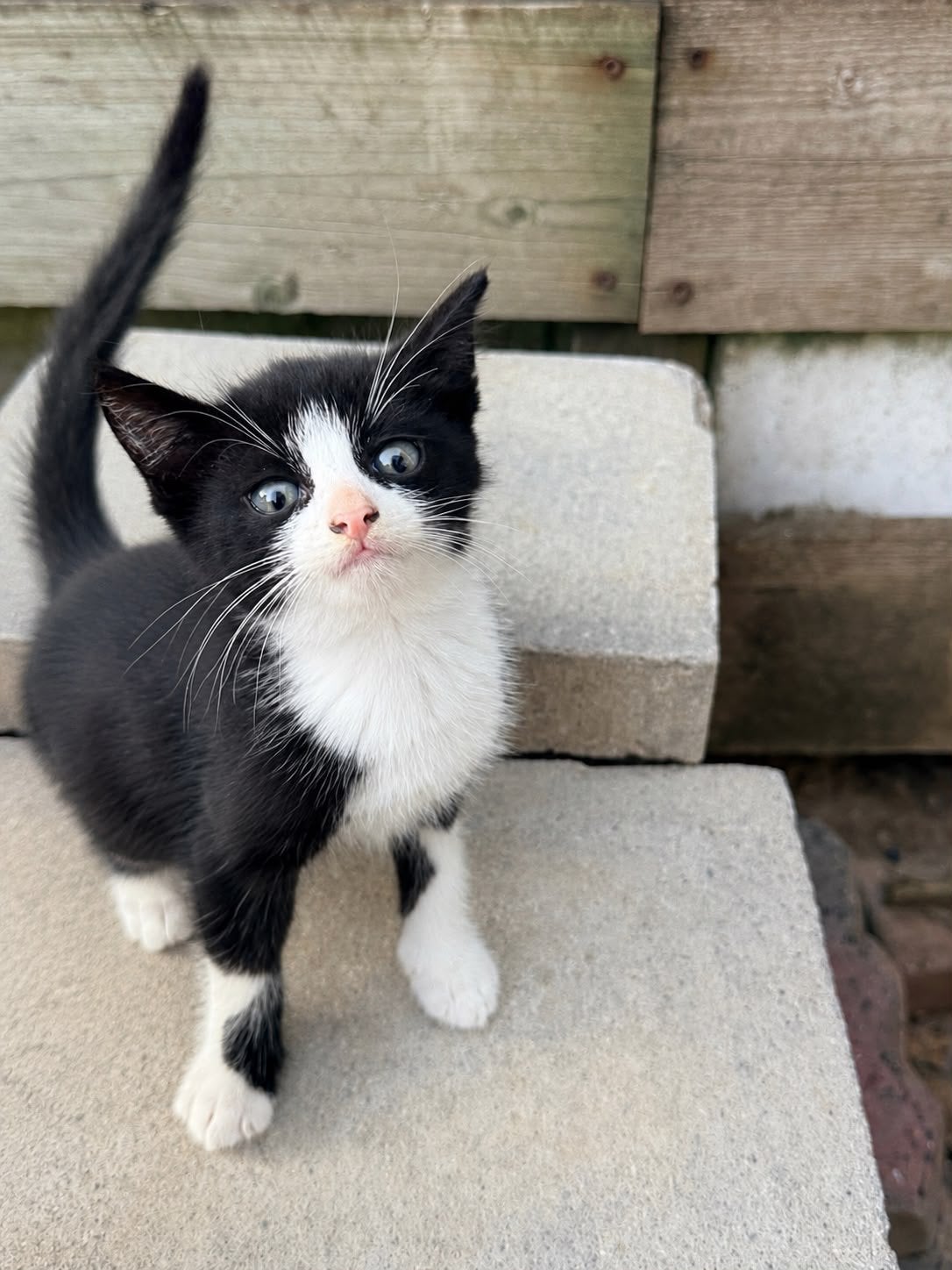 Kittens mogen weg vanaf 24-07, Meerdere dieren, Kortharig, 0 tot 2 jaar