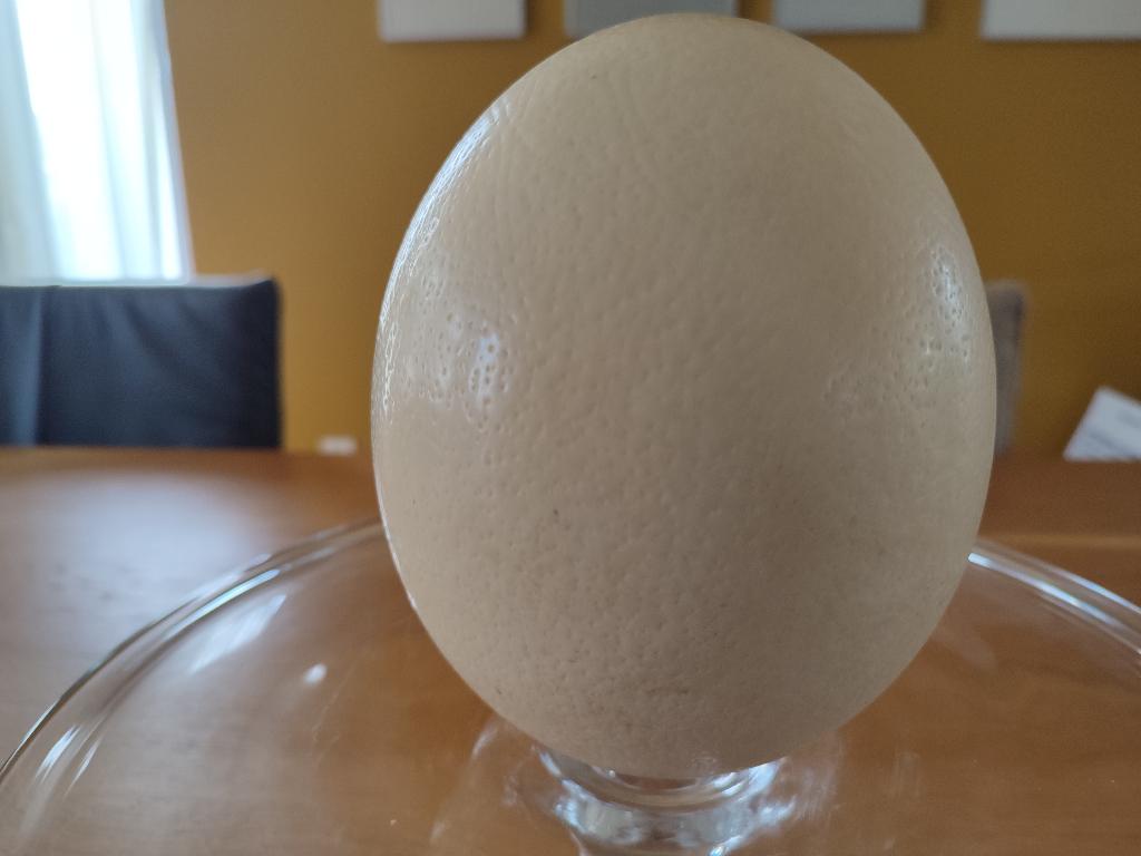 Struisvogelei, Ophalen of Verzenden, Zo goed als nieuw, Vogel, Overige typen