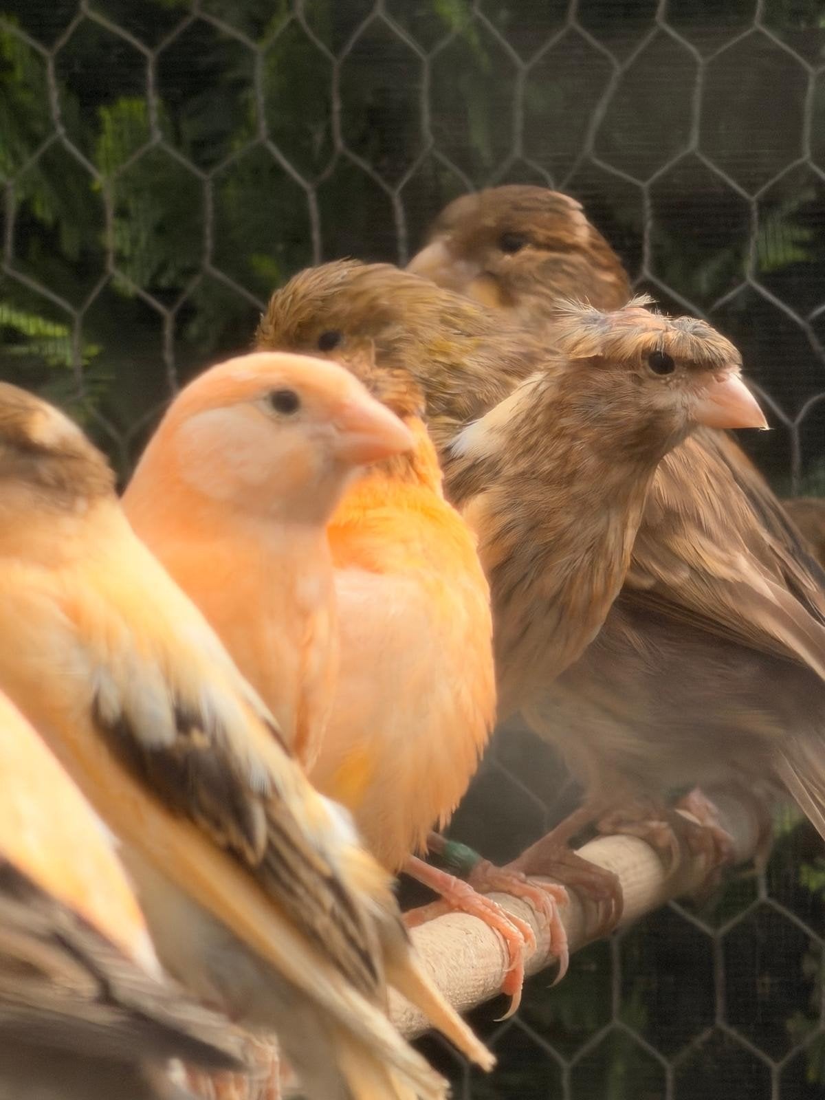 Harlkijne kanaries, Meerdere dieren, Kleurkanarie