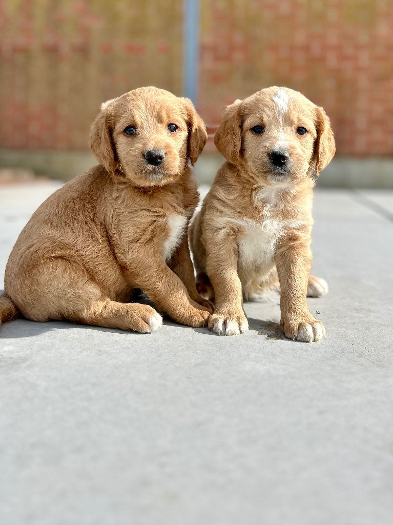 Prachtige Labradoodle pups, België, Particulier, CDV (hondenziekte), 8 tot 15 weken