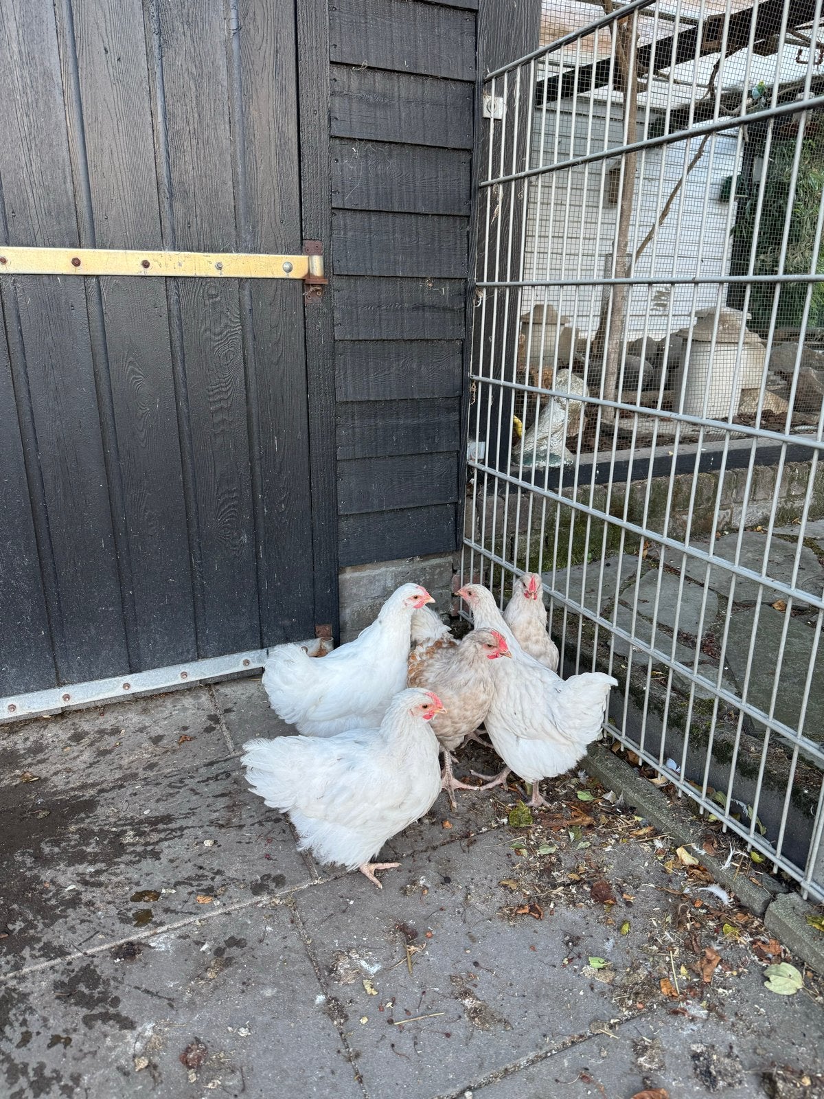 Hanen grote Orpington, Dieren en Toebehoren, Pluimvee, Mannelijk, Kip