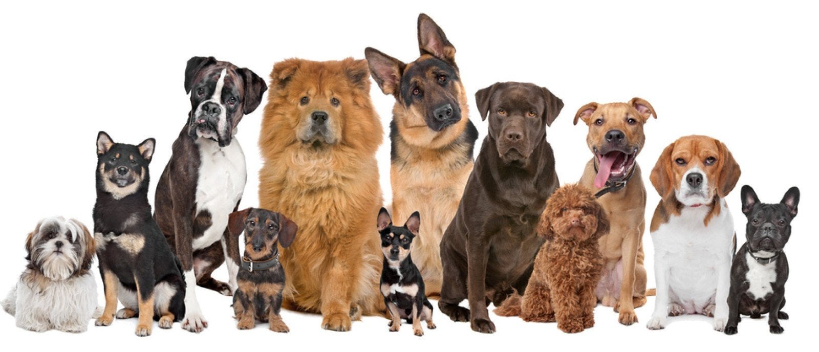 Honden oppas aangeboden, Ophalen