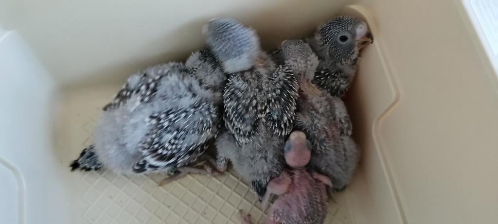 Jonge grasparkieten grijze, Meerdere dieren
