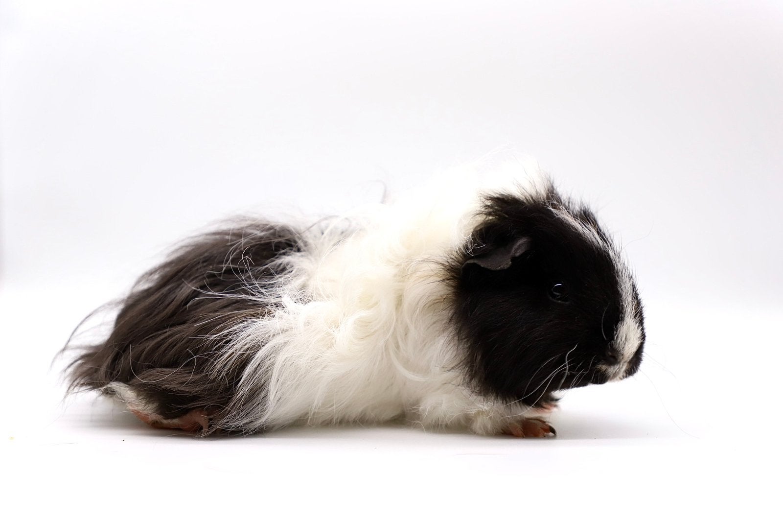 🩵 beertjes 🩵, Cavia, Mannelijk, Juli, Tam