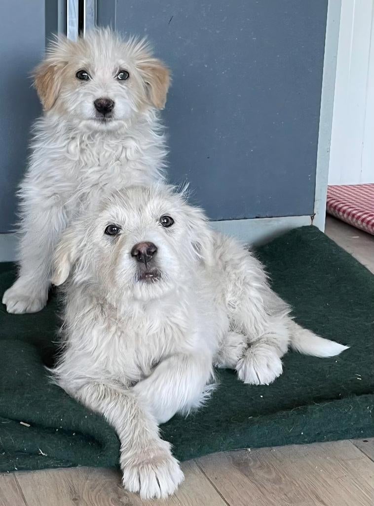 2 lieve puppies zoeken een thuis, Dieren en Toebehoren, Honden | Niet-rashonden, Middel, Meerdere dieren, Particulier, Meerdere