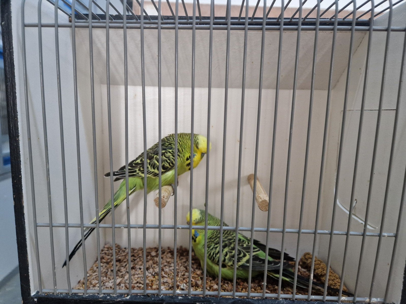 koppel engelse parkieten, Meerdere dieren, Parkiet, Geringd