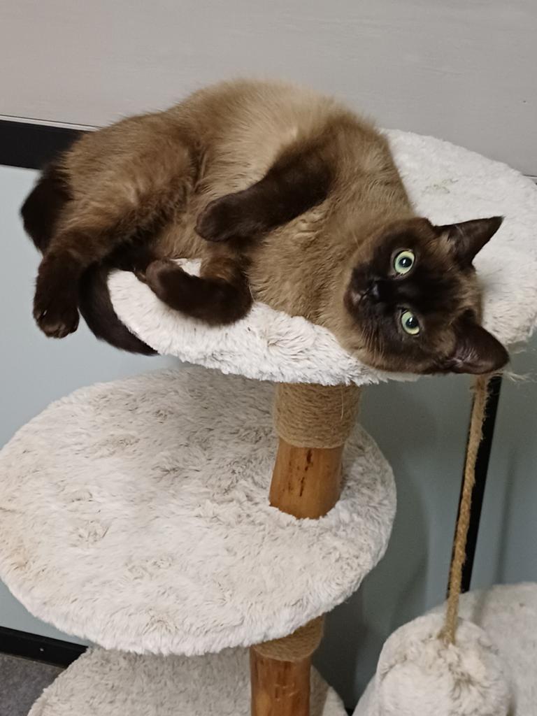 Super lieve aanhankelijke Brits Korthaar poes, Poes, Gechipt, 0 tot 2 jaar