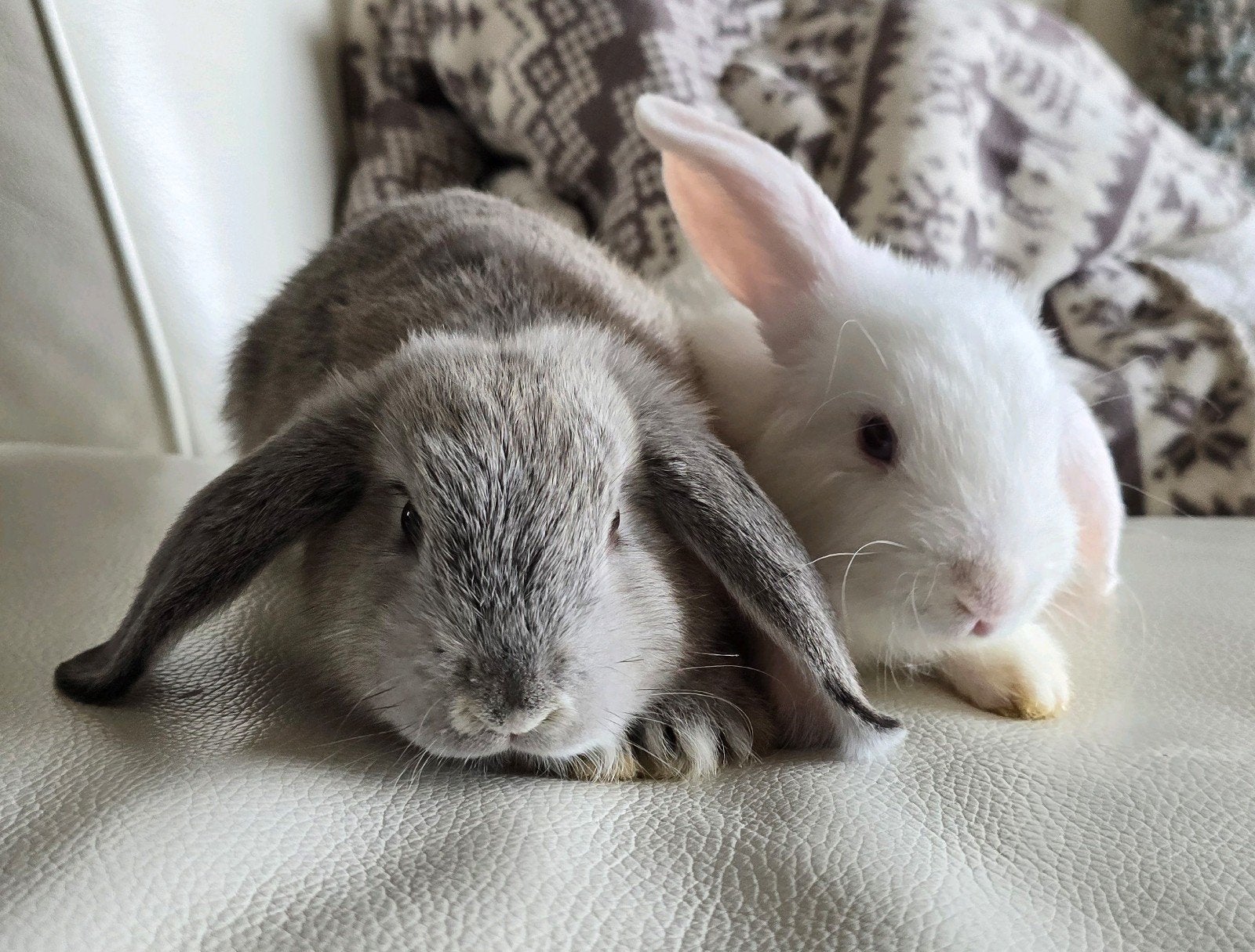 Twee babykonijntjes (voedsters) gaan alleen samen weg!, Dieren en Toebehoren, Vrouwelijk, Middelgroot, Hangoor, 0 tot 2 jaar