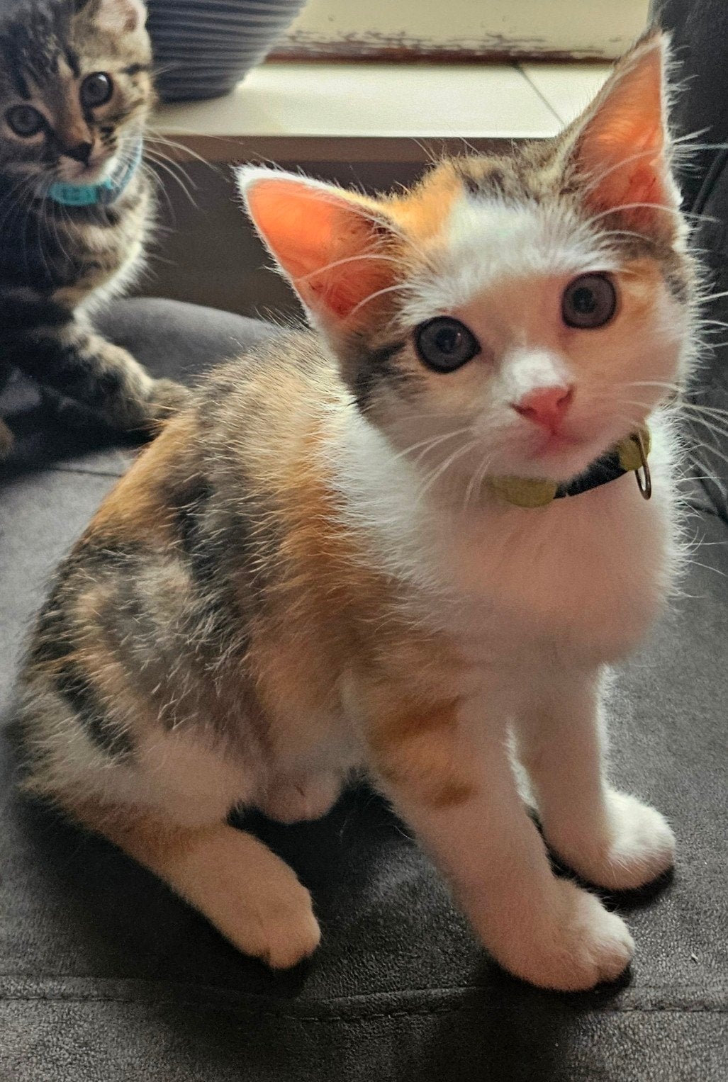 Kitten Lapje (gechipt + 2 x geënt), Poes
