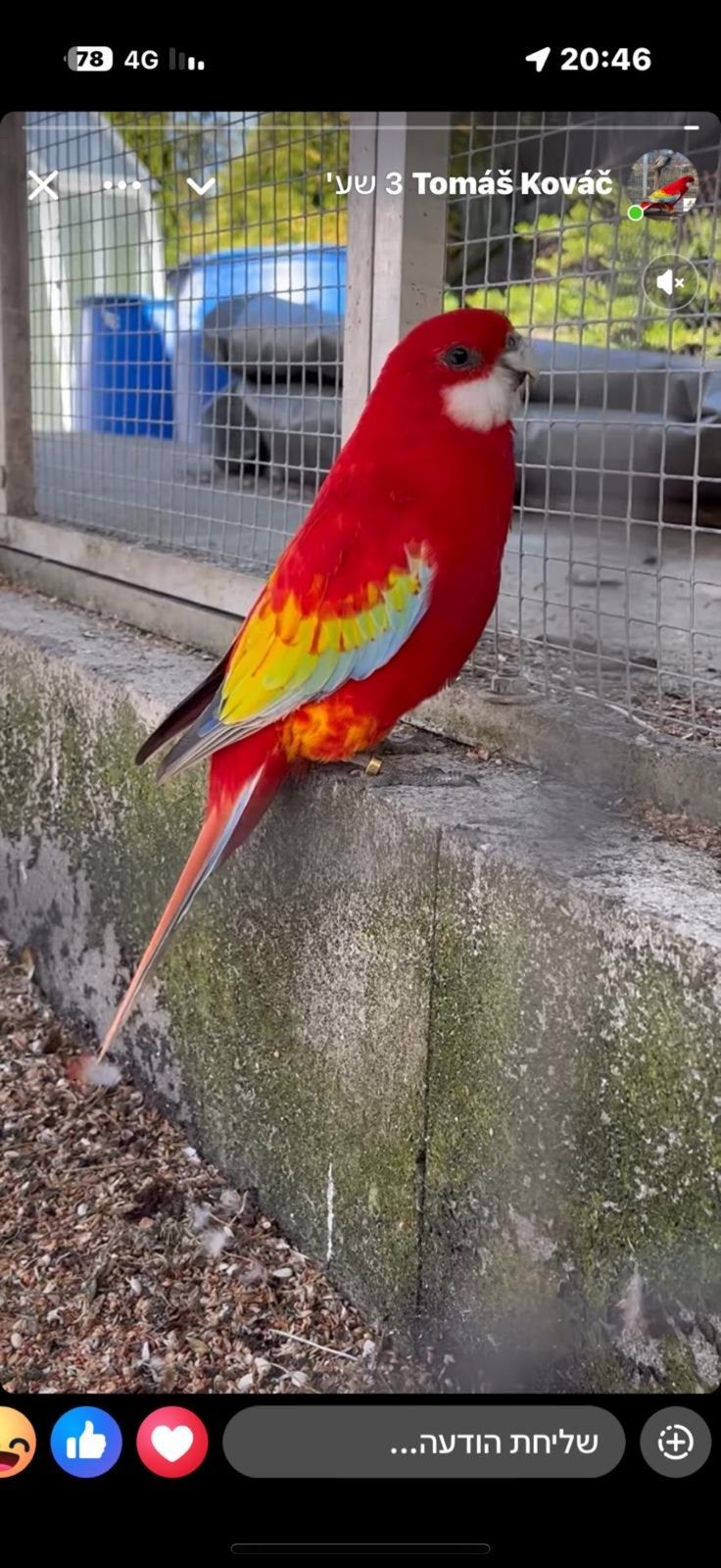 Rosella Gezocht, Mannelijk, Parkiet