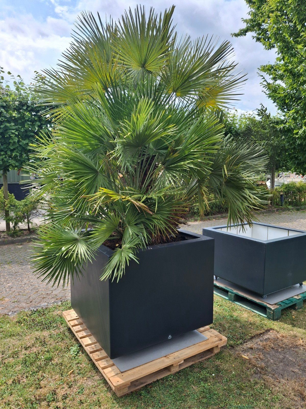 Palmboom  geheel  gerecycled   vrij van  ongedierte    groot, Tuin en Terras, Volle zon, Verzenden, 100 tot 250 cm, Zomer