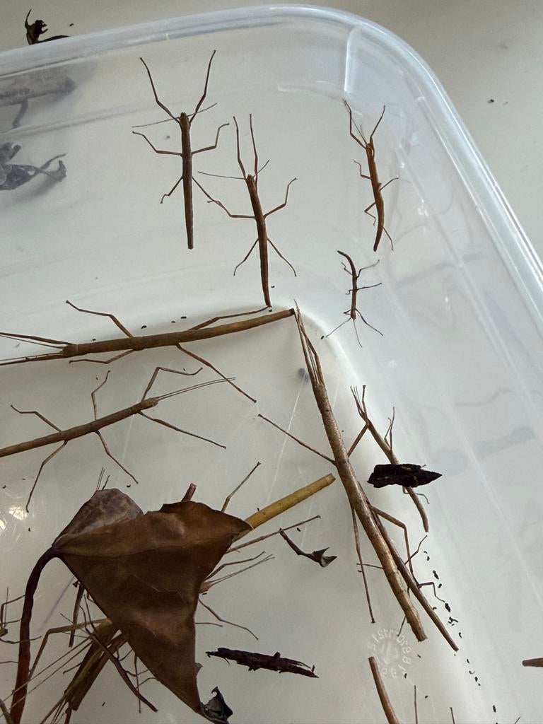 Wandelende takken (Indische), Dieren en Toebehoren, Insecten en Spinnen, Wandelende tak
