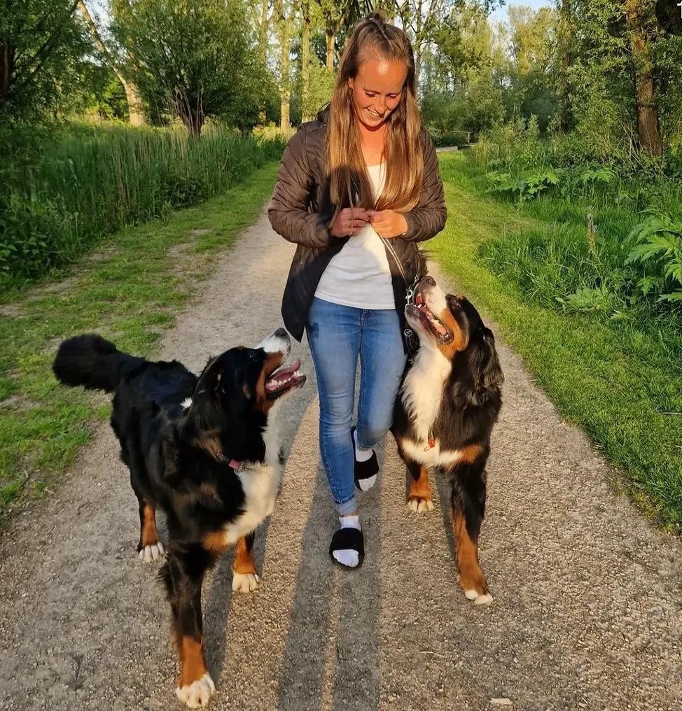 Privewandeling aan huis, honden uitlaat Huizen / Blaricum., Dieren en Toebehoren, Honden-accessoires, Ophalen