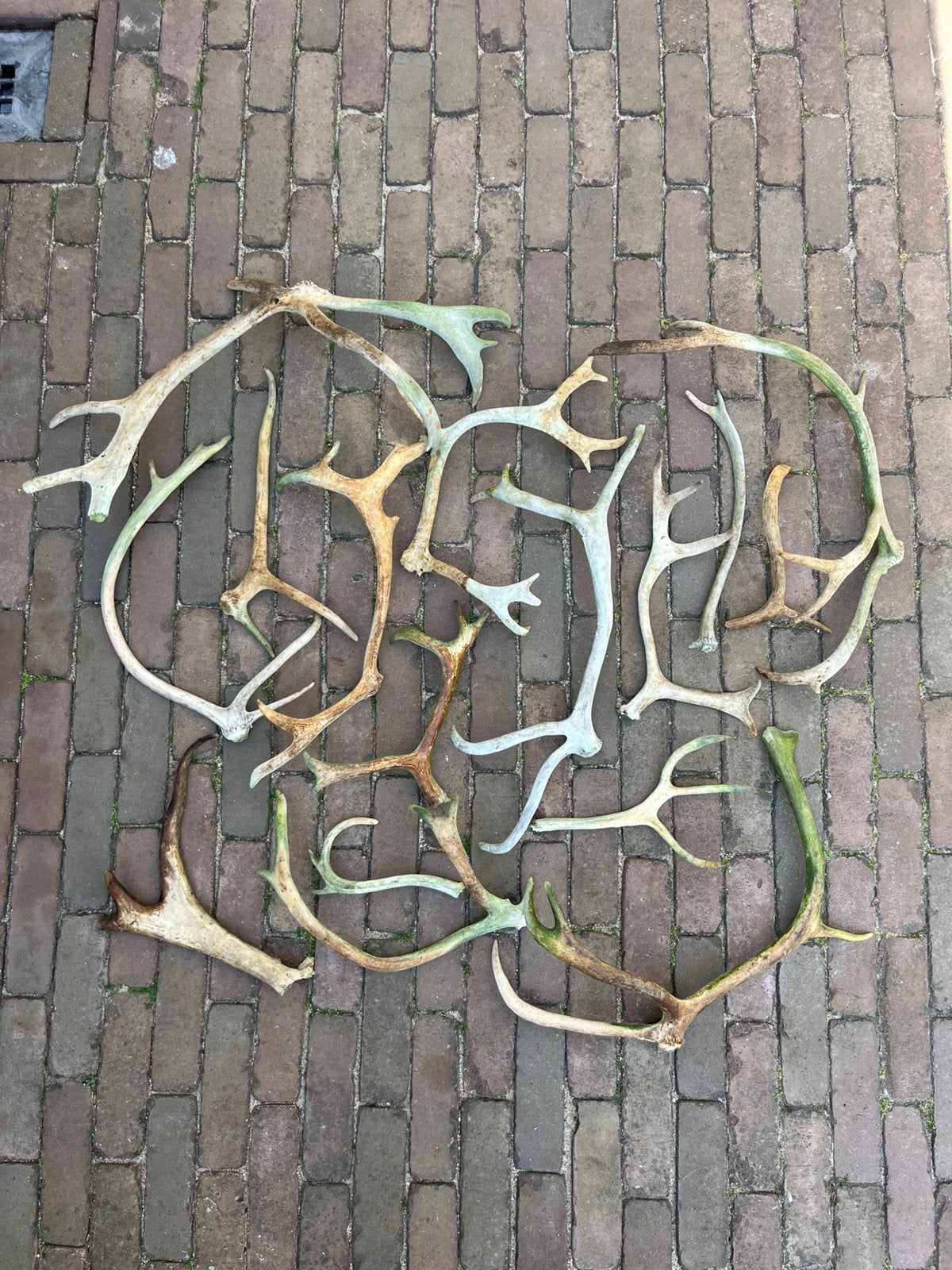 Set rendier afwerpstangen uit Zweden!, Ophalen, Zo goed als nieuw, Hert, Gewei of Kop