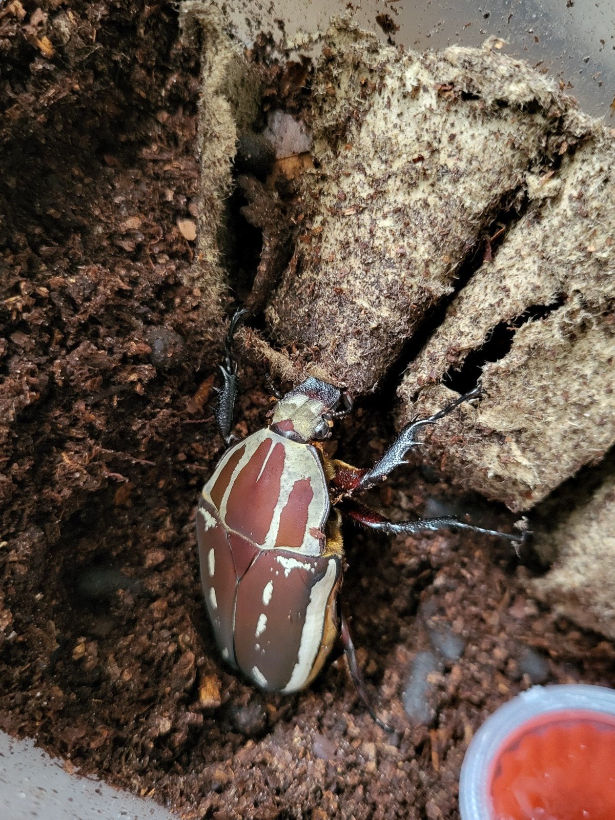Mecynorrhina torquata ugandensis mtu vrouw rood bruin, Overige soorten