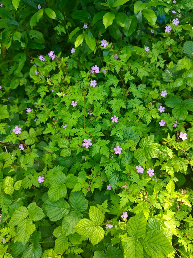 Robertskruid, Tuin en Terras, Ophalen, Volle zon