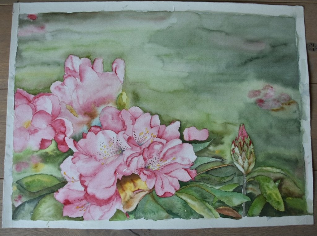 Handgemaakt aquarel van roze rhododendron, 52 x 72 cm, Realistisch, Aquarel, Origineel werk, Papier