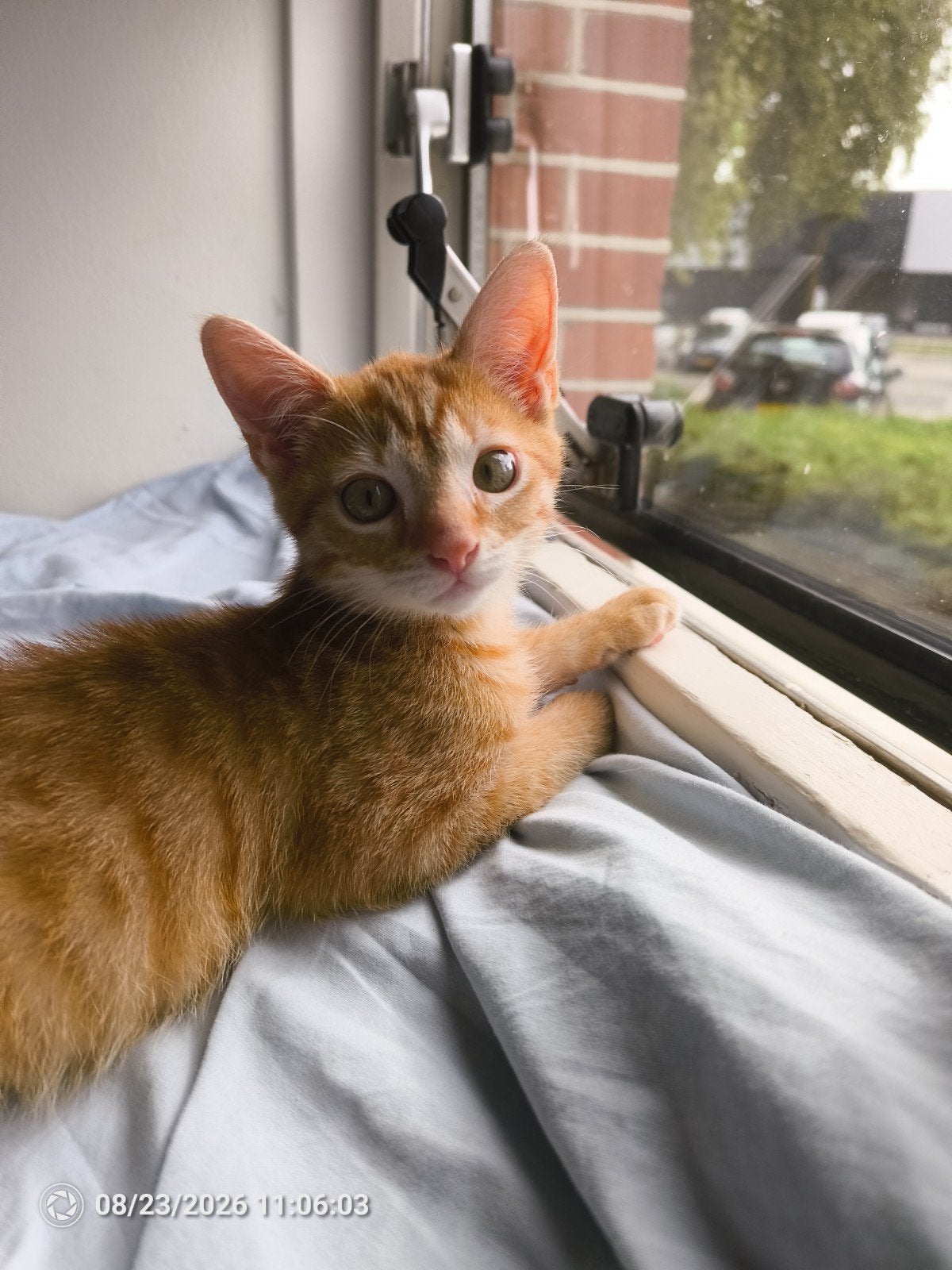 Rood kitten Kater half Siamees super knap, Dieren en Toebehoren, Kater, Ontwormd, 0 tot 2 jaar
