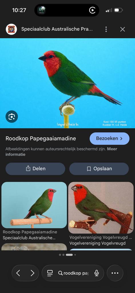 Roodkoppappegaai amandine pop gezocht, Dieren en Toebehoren, Vogels | Overige Vogels, Vrouwelijk, Tropenvogel, Geringd