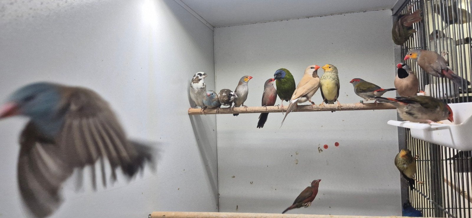 verschillende tropen te koop, Meerdere dieren, Tropenvogel