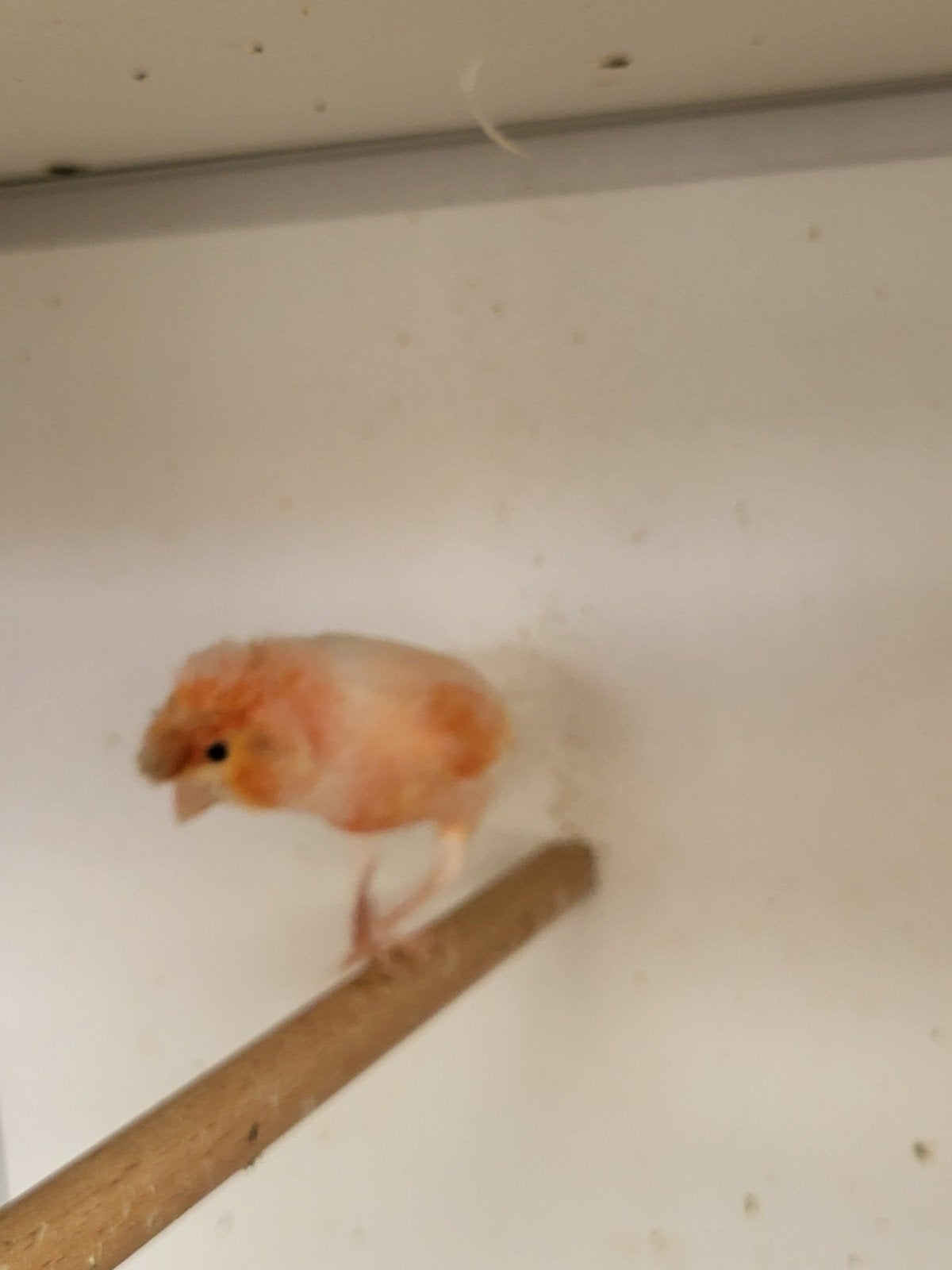Harlekijn kanarie man, Dieren en Toebehoren, Vogels | Kanaries, Mannelijk, Postuurkanarie