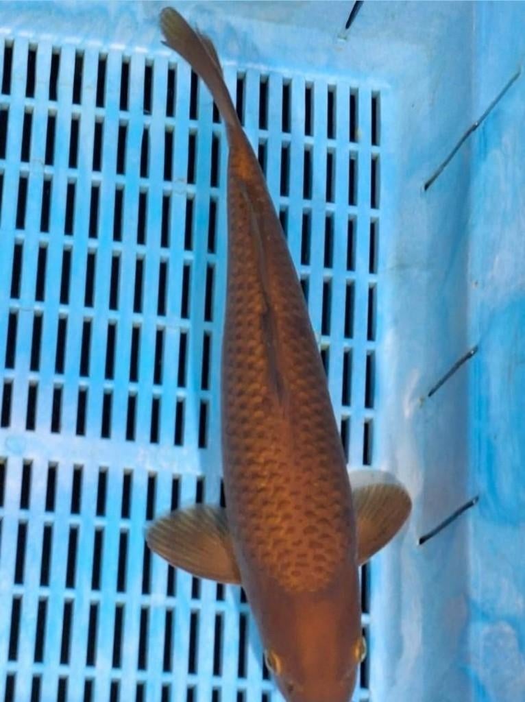koi  hele mooie marusei chagoi, Karper of Koi